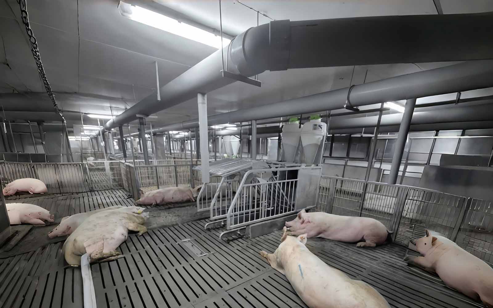 LED Vapor Light Used in Livestock Buildings